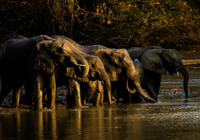 Elephant at Pan